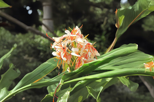 2x Hedychium Butterfly Ginger Rhizomes, Hawaiian Pink Tropical Lily, Easy to Grow Exotic Flowers, Hedychium coronarium