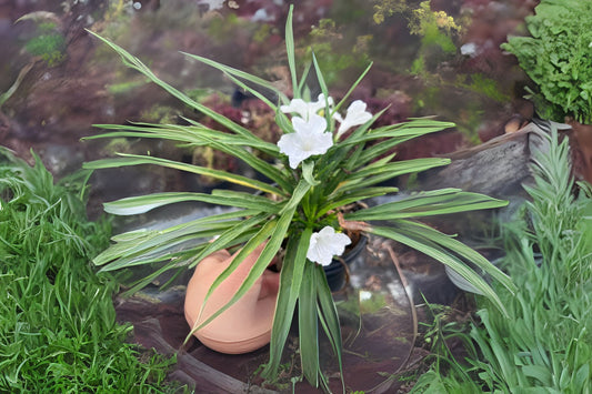 Rubella Dwarf Plant 4" Burgundy Foliage Ophiopogon japonicus 'Rubella' - Ornamental Grass for Shade Gardens