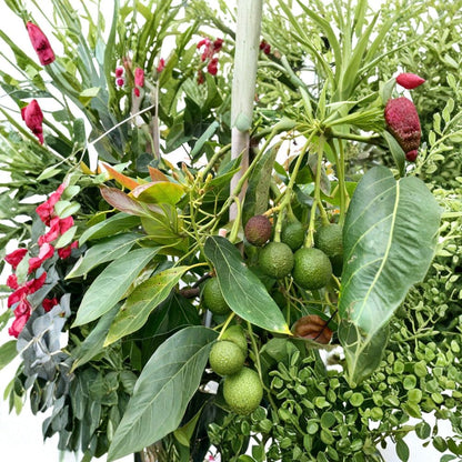 Boca Hydro Super Hass Avocado Tree – Persea americana Grafted Live Tree | 4–5 Feet Tall  Durable, Fast-Growing Hass | Hurricane-Resistant | Premium Home & Commercial Variety