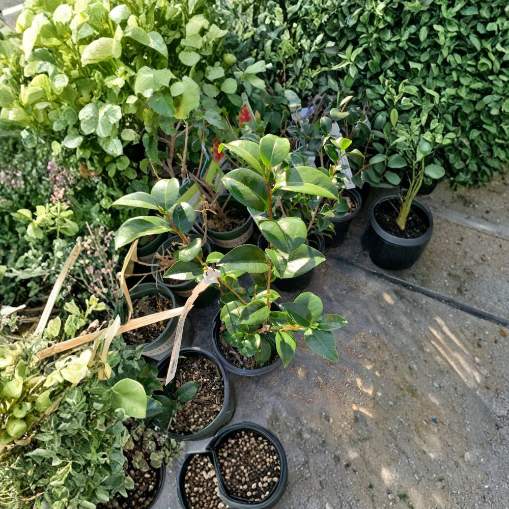 Camellia Japonica ‘Tom Knudsen’ Live Plant | 1 Foot Tall | Includes 6” Nursery Pot  Evergreen Shrub | Dark Red Double Blooms | Fall Flowering