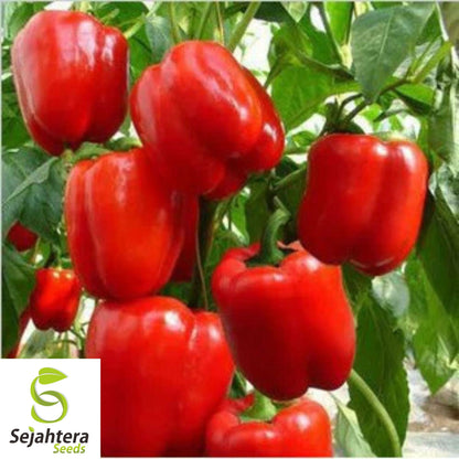Giant Red Bell Pepper Seeds - 30+ Heirloom, Organic, Non-GMO & Sweet