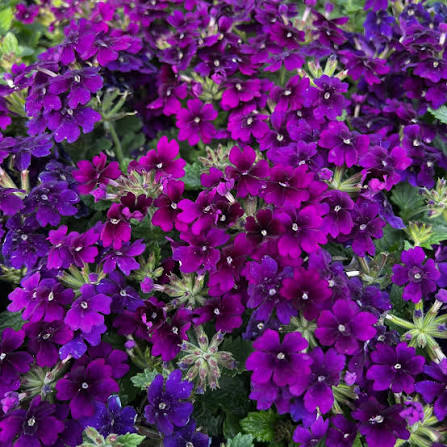 Verbena Empress Flair Violet Blue 4 Inch Plant, Violet Purple Flowers, Heat Tolerant Annual, Pollinator Garden, Container Flower