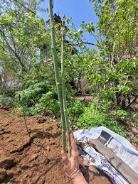 Jersey Giant Asparagus Crowns – Bare Root Asparagus officinalis – High Yield Male Variety – Cold Hardy Perennial Vegetable