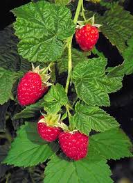 Dorman Red Raspberry Starter Plug – Heat Tolerant Rubus idaeus x parviflorus – Southern Red Raspberry Plant – Live Berry Bush