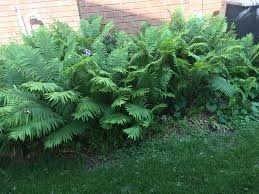 10 Ostrich Fern Bare Root Plants – Matteuccia struthiopteris – Fiddlehead Fern – Shade Perennial for Woodland Garden – Live Transplants