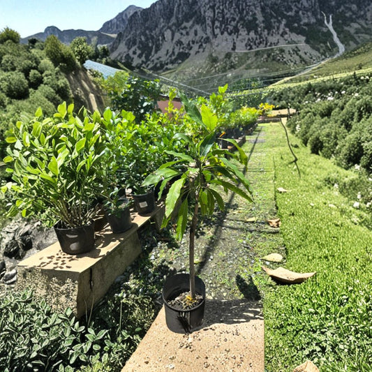 Pickering Mango Tree – Mangifera indica ‘Pickering’ Live Grafted Tree | 1–2 Feet Tall | Dwarf Tropical Variety  Compact & Productive | Early Fruiting | Perfect for Containers