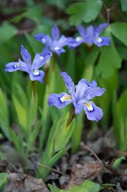 20 Dwarf Crested Iris Bare Root Plants – Iris cristata Native Wildflower – Shade Ground Cover Perennial