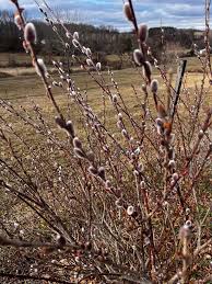 French Pussy Willow Plant 6–12” – Salix caprea Live Shrub – Early Spring Catkins – Fast Growing Deciduous Cut Branch Plant