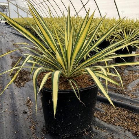 Color Guard Adam's Needle Yucca 1 Gallon Live Plant – Yucca filamentosa 'Color Guard'