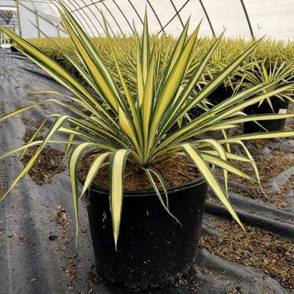 Color Guard Adam's Needle Yucca 1 Gallon Live Plant – Yucca filamentosa 'Color Guard'