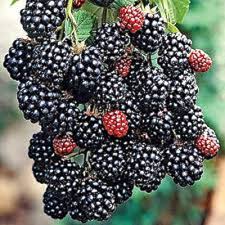 Prime-Ark Freedom Blackberry Plant – Thornless Primocane Rubus – Large Sweet Berries – Bare Root Fruit Bush