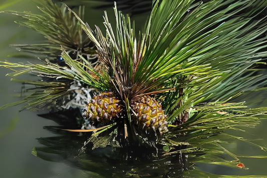 Bishop Dwarf Marine Obispo Pricklecone Santa Cruz Pine (Pinus muricata)