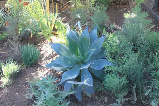 Blue Agave Live Plant 2-3in Pups | Tequila Agave Azul, Agavaceae Succulent - Bare Root Shipping Available