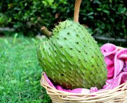 Soursop Tree Starter Plug 6–12” – Annona muricata – Graviola Guanabana Plant – Tropical Evergreen Fruit Tree – Live Exotic Plant