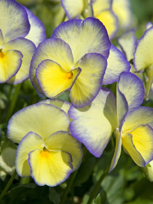Sweetheart MagnifiScent Viola 4 Inch Live Plant – Viola × hybrida 'Sweetheart'