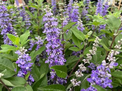 Summertime Blues Chaste Tree 1 Gallon Live Plant – Vitex 'Summertime Blues'
