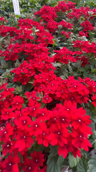 Verbena Vanessa Compact Red 4 Inch Plant, Red Garden Verbena, Heat Tolerant Annual, Pollinator Plant, Container Flower
