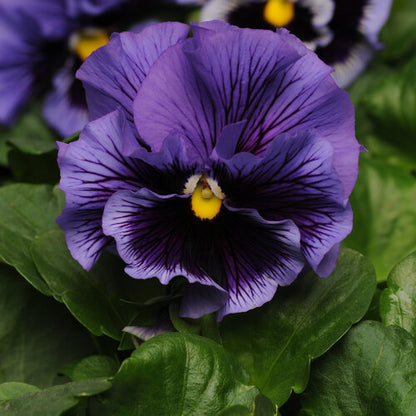Ruffles Violet Majesty Pansy 4 Inch Live Plant – Viola × wittrockiana 'Ruffles Violet Majesty'