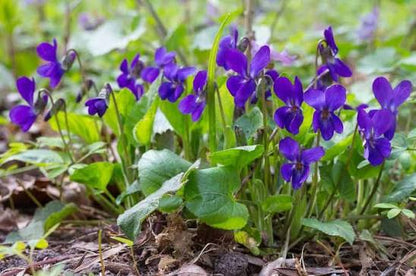Royal Robe Sweet Violet 4 Inch Live Plant – Viola odorata 'Royal Robe'