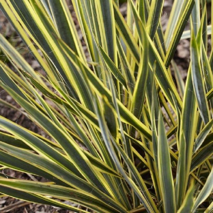 Bright Edge Adam's Needle Yucca 1 Gallon Live Plant – Yucca filamentosa 'Bright Edge'