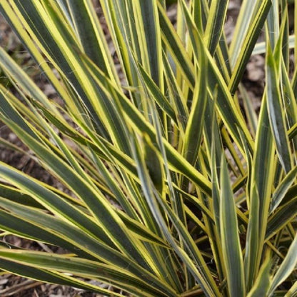 Bright Edge Adam's Needle Yucca 1 Gallon Live Plant – Yucca filamentosa 'Bright Edge'