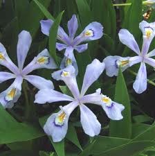 Dwarf Crested Iris Bare Root – Iris cristata Native Wildflower – Shade Groundcover Plant – Woodland Perennial