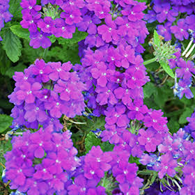 Verbena Empress Flair Cobalt Blue 4 Inch Plant, Purple Blue Flowers, Heat Tolerant Annual, Pollinator Garden, Container Flower