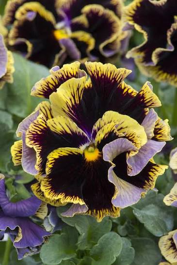 Ruffles Dark Heart Pansy 4 Inch Live Plant – Viola × wittrockiana 'Ruffles Dark Heart'
