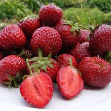 5 Chandler Strawberry Bare Root Plants – Fragaria × ananassa – Sweet Large Berries – Spring Garden Fruit – Non-GMO Heirloom Starter Plants