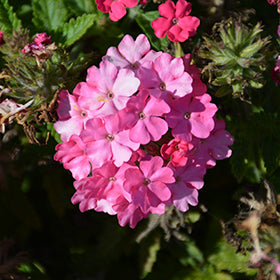 Verbena Empress Sun Pink 4 Inch Plant, Bright Pink Flowers, Heat Tolerant Annual, Pollinator Garden, Container Flower