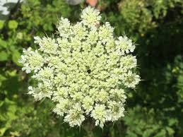 5 Queen Anne’s Lace Bare Root Plants – Daucus Carota – Perennial Wildflower – White Cottage Garden Flower – Pollinator Friendly