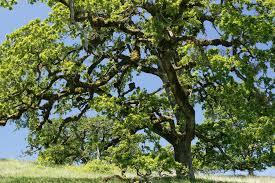 3 Bur Oak Trees 12–24” – Quercus macrocarpa Bare Root – Native Shade Tree Seedlings – Cold Hardy Acorn Tree – Wildlife Friendly