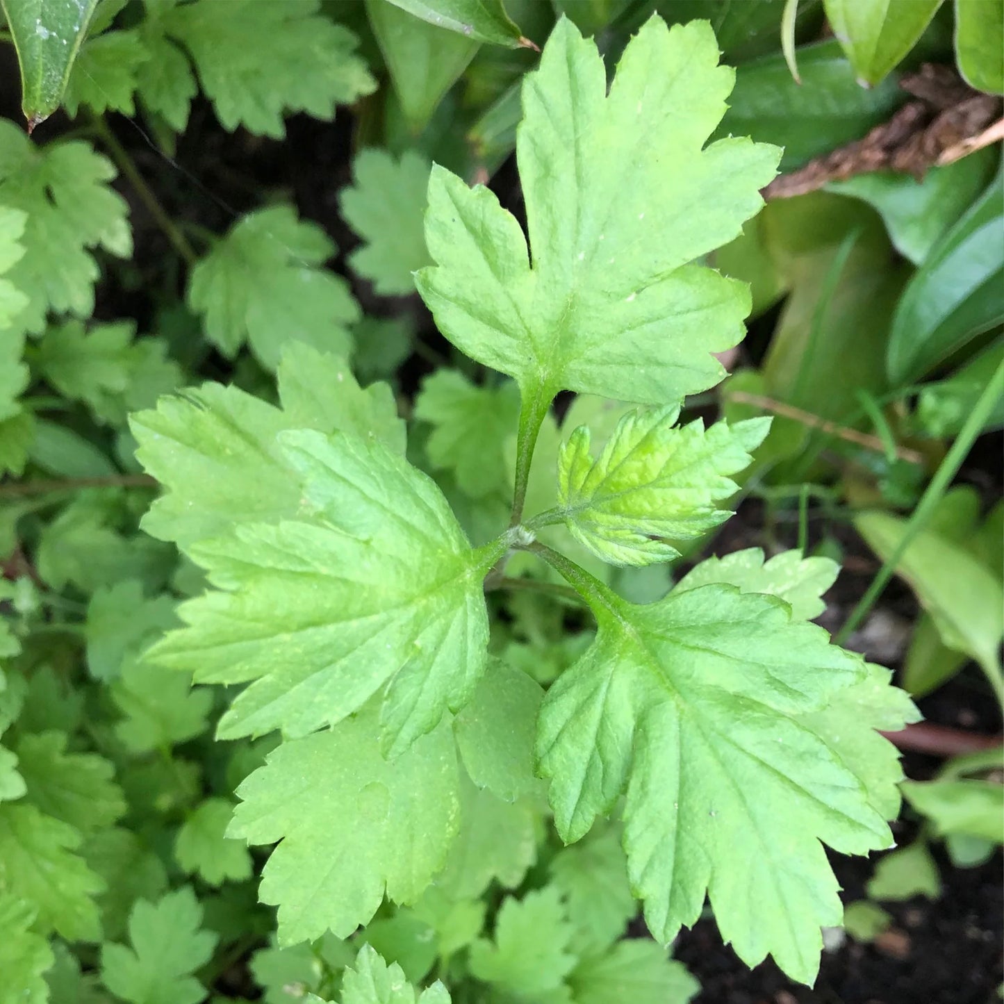 Japanese Mugwort, Yomogi 100 mg Seeds For Planting