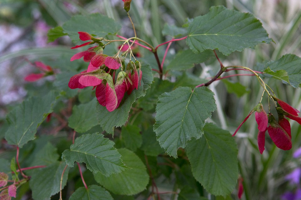 Acer tataricum 10 Seeds For Planting