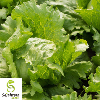 1000 Iceberg Lettuce Seeds - Non-GMO, Crisp & Fresh Greens