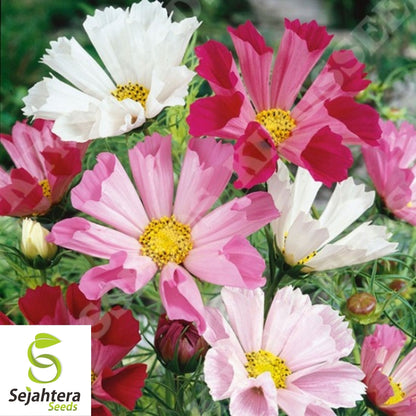Cosmos Sea Shells Mix Seeds 100 Ct | Mixed Colors Cut Flower Garden USA