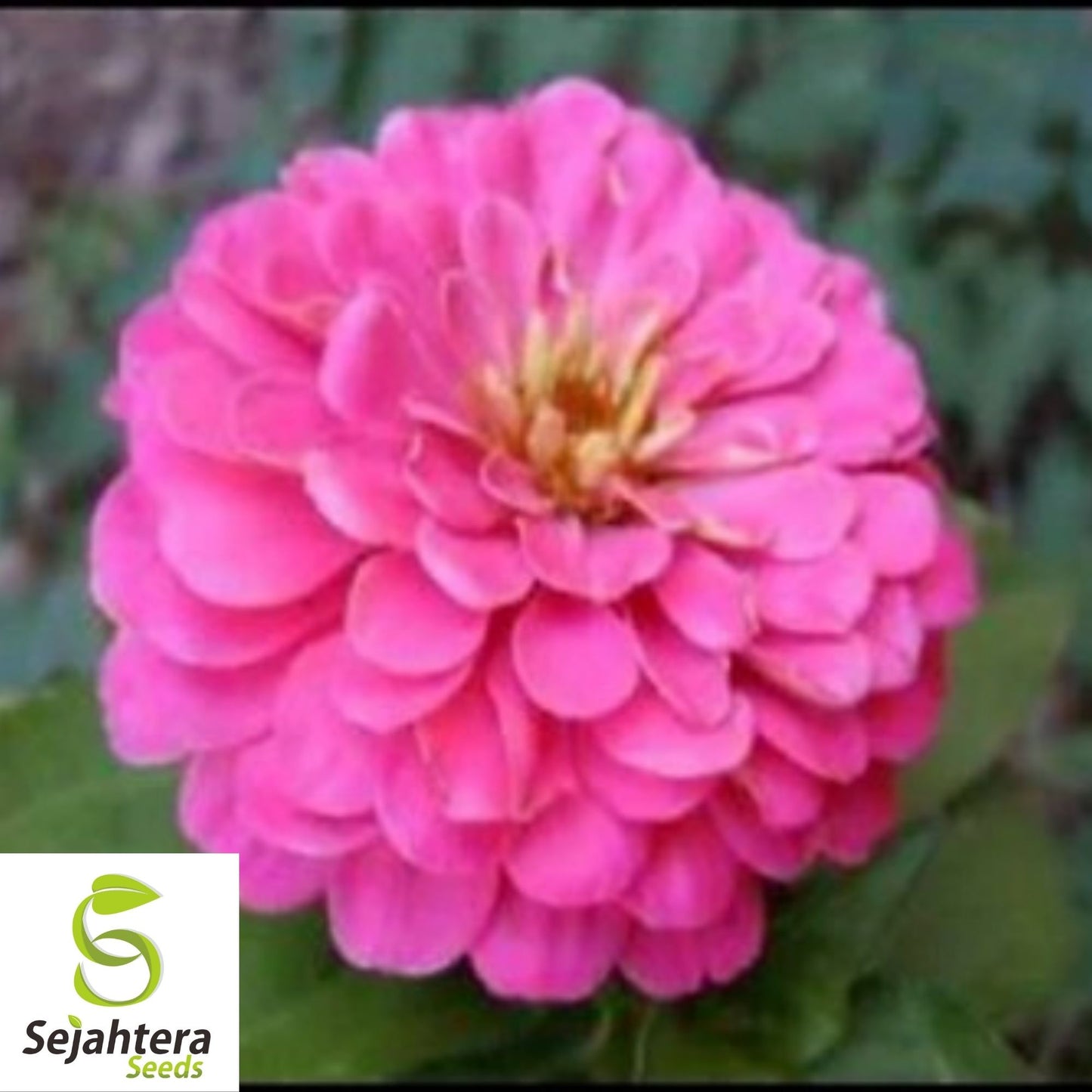 Pink Luminosa Zinnia Seeds 200+ | Vibrant Elegans Flower Garden USA