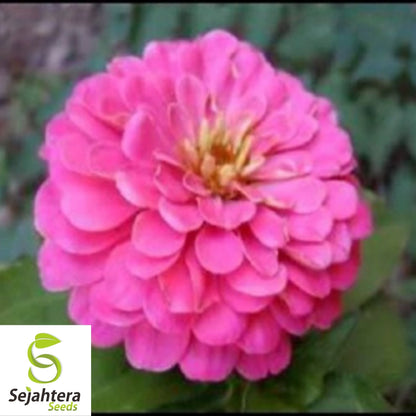 Pink Luminosa Zinnia Seeds 200+ | Vibrant Elegans Flower Garden USA