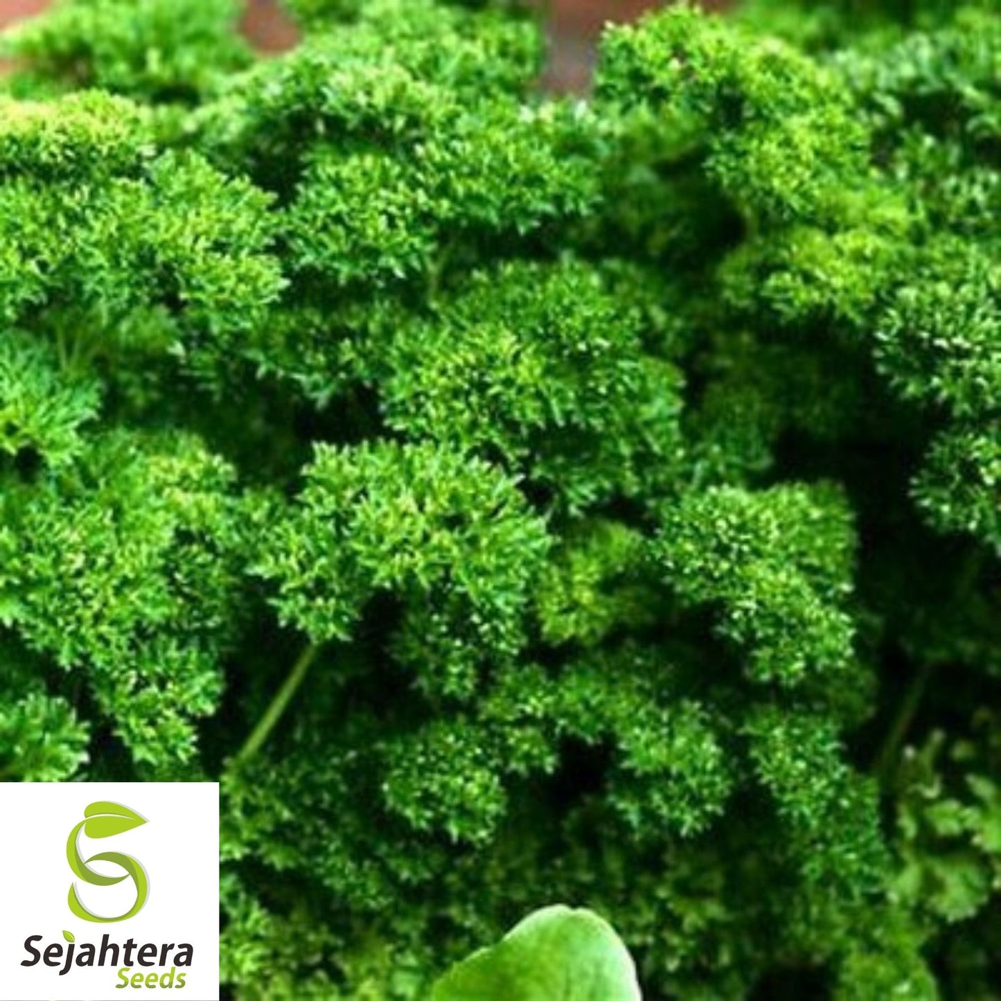 Dark Green Italian Parsley Seeds 1000+ | Flat Leaf Herb NON-GMO Garden USA