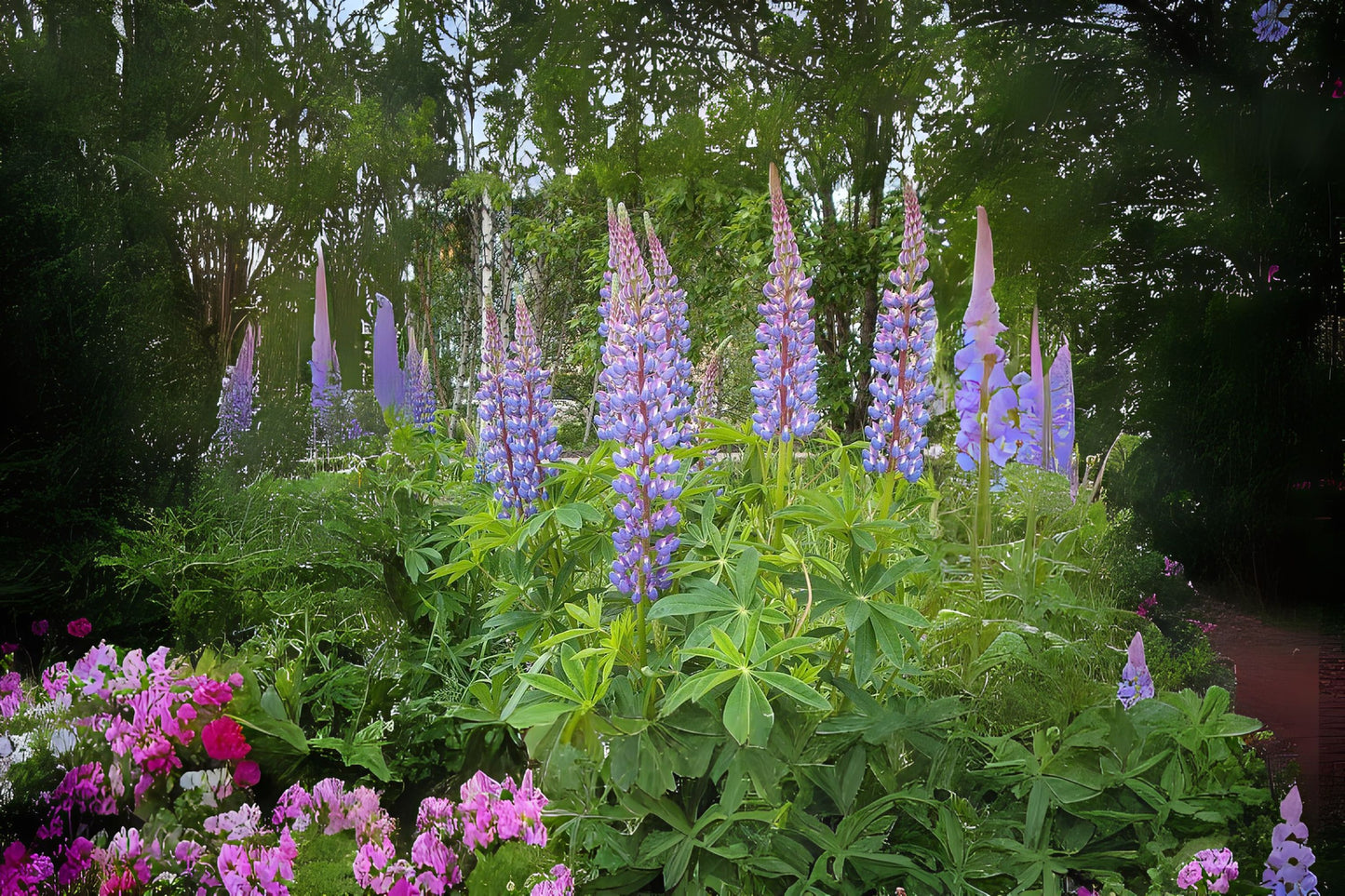 Big-leaved Lupine Bigleaf Bonnet Blue-pod Bog Garden Large-leaved Lupin Meadow Lupine (Lupinus polyphyllus)