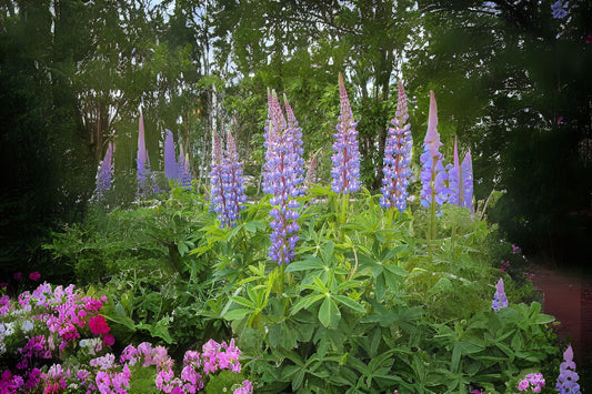 Big-leaved Lupine Bigleaf Bonnet Blue-pod Bog Garden Large-leaved Lupin Meadow Lupine (Lupinus polyphyllus)