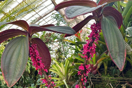 Medinilla 'Gregori Hambali' Tropical Plant in 6" Pot | Rare Papuan Beauty | Foliage & Pink Flowers | Well Established