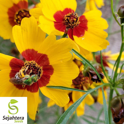 Coreopsis Seeds 300+ | Dwarf Plains Annual Deer Resistant Flowers USA