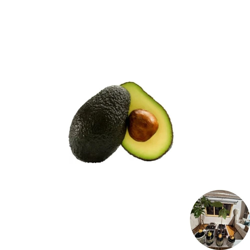 Avocado Tree – Persea americana Stage 3 Plant | Root Ball Only | Ready to Plant  Established Growth | Outdoor Friendly | Transplant Ready