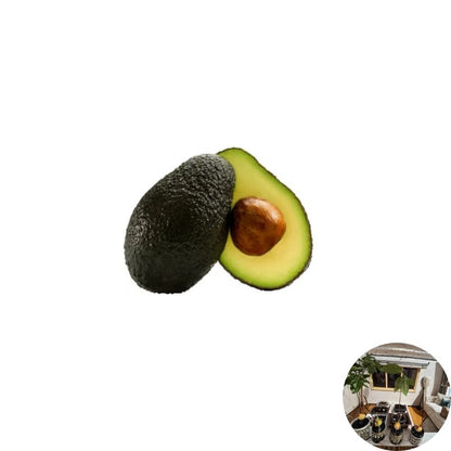 Avocado Tree – Persea americana Stage 3 Plant | Root Ball Only | Ready to Plant  Established Growth | Outdoor Friendly | Transplant Ready