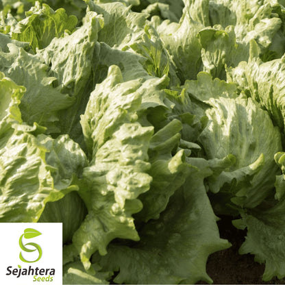 1000 Iceberg Lettuce Seeds - Non-GMO, Crisp & Fresh Greens