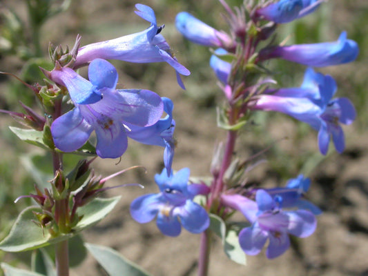 Penstemon nitidus 100mg Seeds For Planting