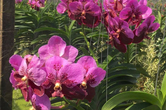 Vanda Orchid Plant - Large-flowered Hybrid - Two-tone Pink & Red Blooms - Vanda Taweesuksa - Healthy, Blooming Size Available
