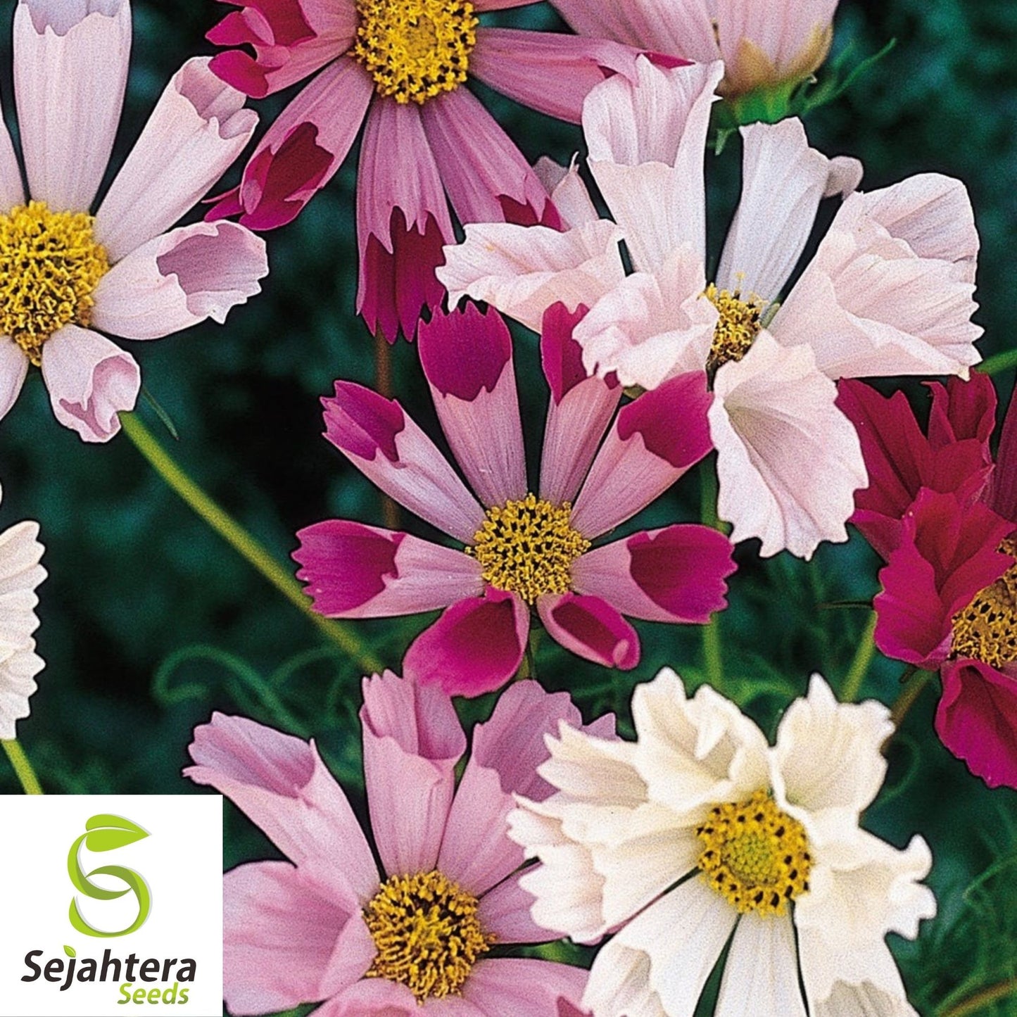 Cosmos Sea Shells Mix Seeds 100 Ct | Mixed Colors Cut Flower Garden USA
