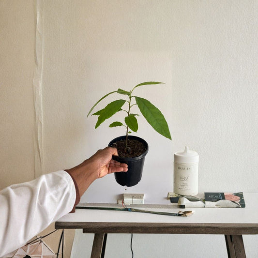 Avocado Tree – Persea americana Live Seedling | Approx. 6 Months Old | Starter Plant  Indoor & Outdoor Friendly | Container Grower | Easy to Grow